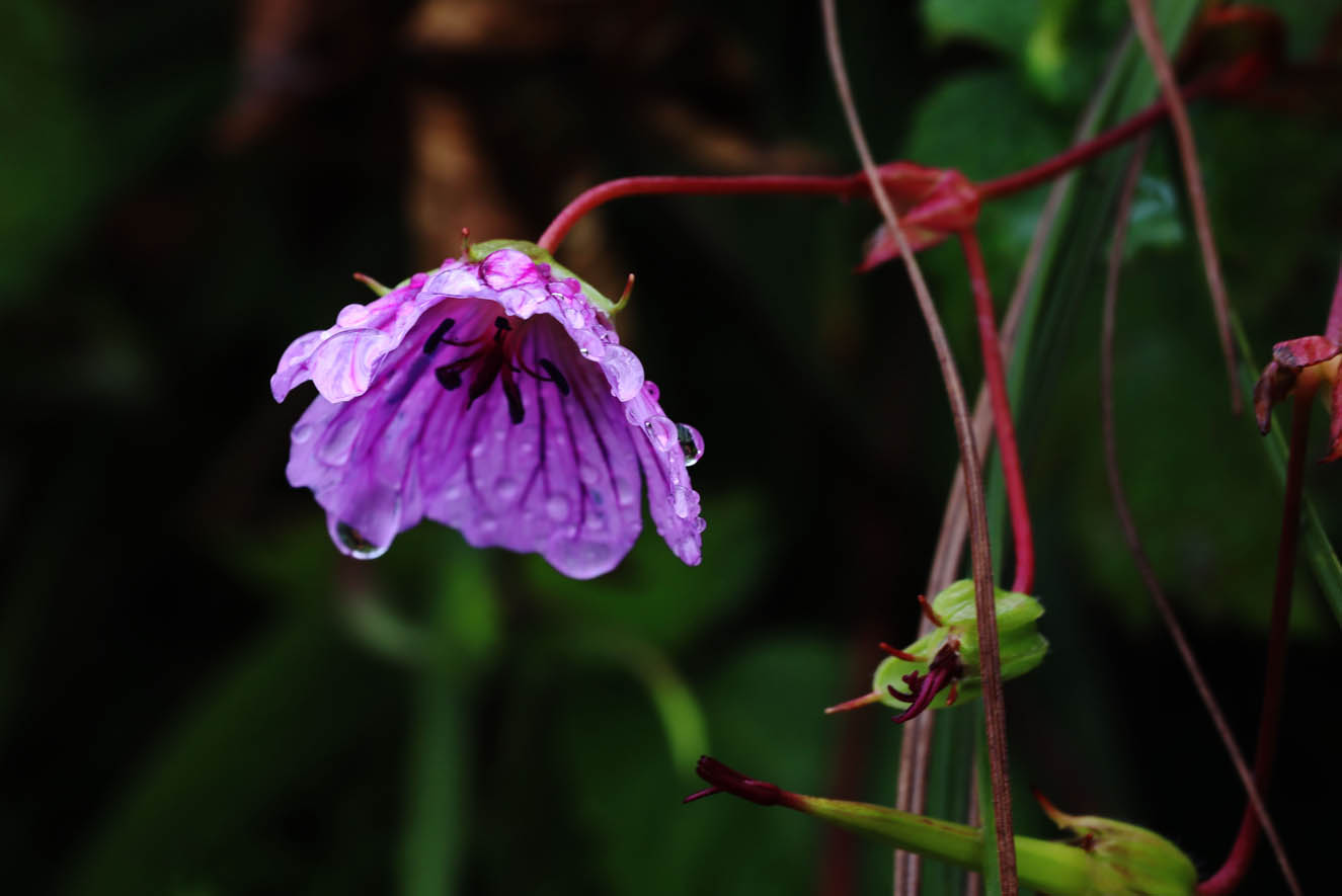 Gallery Thumbnail Image