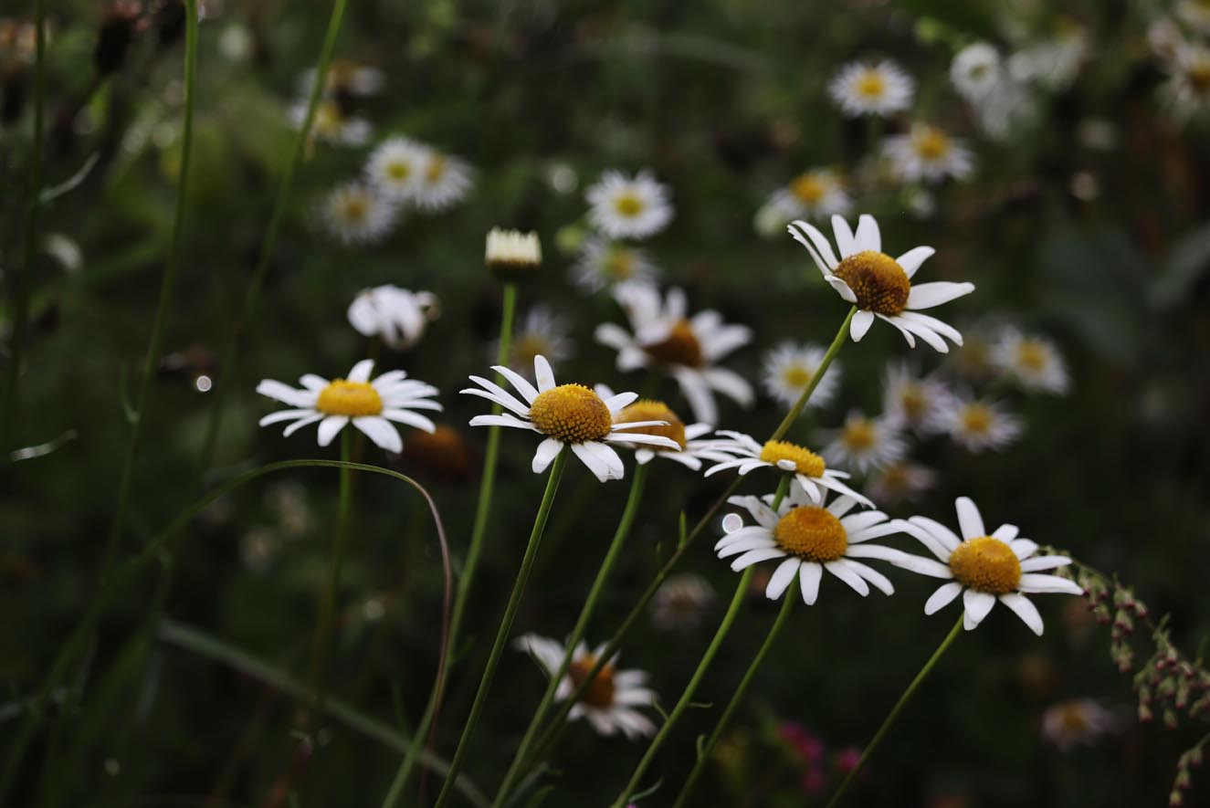Gallery Thumbnail Image